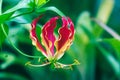 Bright red flame lily flower Royalty Free Stock Photo