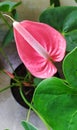 Bright red flower of Anthurium andraeanum, a tropical ornamental plant Royalty Free Stock Photo
