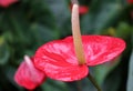 The red flower of an Anthurium