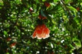 Bright red flower on a branch of a blossoming pomegranate tree