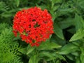 Bright red flower with buds in the shape of a ball with the name lychnis Maltese cross Royalty Free Stock Photo