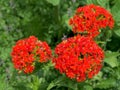 Bright red flower with buds in the shape of a ball with the name lychnis Maltese cross Royalty Free Stock Photo