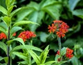 Bright red flower with buds in the shape of a ball with the name lychnis Maltese cross Royalty Free Stock Photo