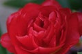 Bright red flower of camellia, petal close up. Pink fresh camellia flower head macro close up, selective focus. Royalty Free Stock Photo