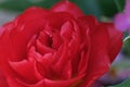 Bright red flower of camellia, petal close up. Pink fresh camellia flower head macro close up, selective focus. Royalty Free Stock Photo