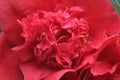 Bright red flower of camellia, petal close up. Pink fresh camellia flower head macro close up, selective focus. Royalty Free Stock Photo