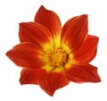 Bright red flower of a dahlia on a white isolated background with clipping path. Flower for design, texture, postcard, wrapper. Royalty Free Stock Photo