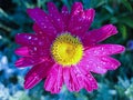 Bright red flower garden daisy with yellow core. on flower petals drops dew or rain Royalty Free Stock Photo