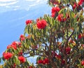 Bright Red Flower, Green Leaves, and Branches of Rhododendron Arboreum Tree with Himalayas in Background, India Royalty Free Stock Photo