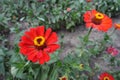 Bright red flower heads of zinnias