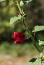 Bright red flower of hollyhock Royalty Free Stock Photo