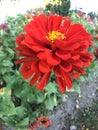 Red Flower closeup Layers of Bright Petals