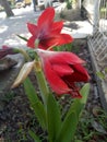 The bright red flower petals are very pretty Royalty Free Stock Photo