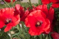 Flower bed full of red poppies