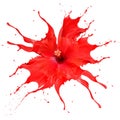 Bright red flower with red splashes on white background Royalty Free Stock Photo