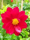 A bright red flower.in srilanka