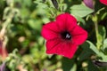 Bright red flower, Wild petunia ruellia hybrid close up on a plant in the sunshine Royalty Free Stock Photo