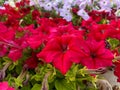 Bright red flower, Wild petunia ruellia hybrid close up on a plant in the sunshine Royalty Free Stock Photo