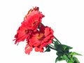 Bright red flower zinnias