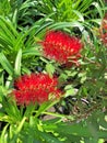 Bright red flowerheads of the Callistemon bush Royalty Free Stock Photo