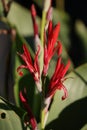 California Garden Series - Red Canna Lily Flowers with Large Green Foliage