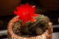 Bright Red Flowers blooming on Torch cactus