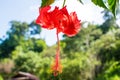 Bright red flowers And a bunch of beautiful pollen.