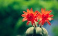 The bright red flowers of the cactus on blurred greenery background with bokeh and copy space.