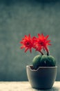Bright red flowers of a cactus planted in the old and damaged plastic pot on dark and blurred background.