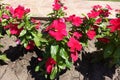 Bright red flowers of Catharanthus roseus