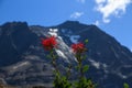 The bright red flowers of Chilean fire bush Embothrium coccineum in Torres del Paine National Park Royalty Free Stock Photo