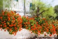 Bright red flowers on a country lane on the charming Greek island of Ios.