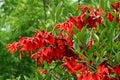 Red Flowers of Tropical Bush Erythrina Crista Galli Royalty Free Stock Photo