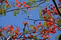 Bright red flowers on the flame tree Royalty Free Stock Photo