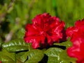 Bright red flowers of garden rhododendron on background of glossy green leaves Royalty Free Stock Photo