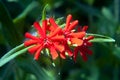 Bright red flowers lychnis fulgens in the garden