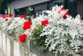 Bright red flowers of pelargonium and white leaves of cineraria on the city flowerbed. Royalty Free Stock Photo