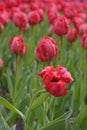 Bright red flowers of the spring decorative plant Tulip in the park. Gardening and landscape design