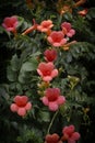 Bright red flowers in the sunshine