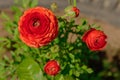 Red flowers of an unusual rose in the garden Royalty Free Stock Photo