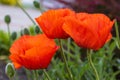 Bright red flowers of the wild poppy field on a summer green meadow, open with red petals. Beautiful field red poppies. Royalty Free Stock Photo