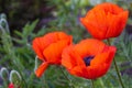 Bright red flowers of the wild poppy field on a summer green meadow, open with red petals. Beautiful field red poppies. Royalty Free Stock Photo