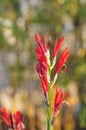 Spring Bloom Series - Red Canna Flowers - Cannaceae Royalty Free Stock Photo