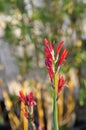 Spring Bloom Series - Red Canna Flowers - Cannaceae Royalty Free Stock Photo