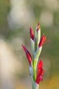 Spring Bloom Series - Red Canna Flowers - Cannaceae Royalty Free Stock Photo