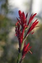 Spring Bloom Series - Red Canna Flowers - Cannaceae Royalty Free Stock Photo