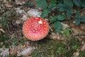 Bright Red Fly Agaric in Forest Royalty Free Stock Photo