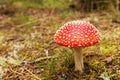 Bright red Fly agaric poisonous mushroom in a grass, closeup