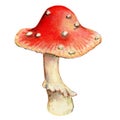 Bright red fly agaric, poisonous mushroom, watercolor illustration