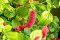 Bright red Fox Tail plant Acalypha Pendula fluffy flowers with green leaves in the garden in spring.
